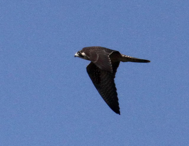 Peregrine Falcon