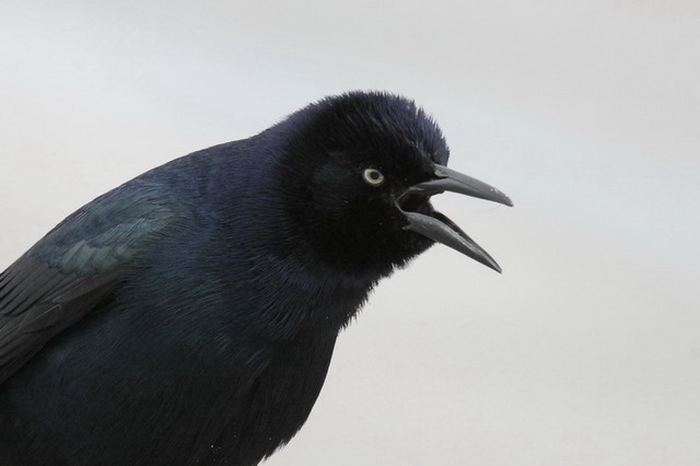 Boat-tailed Grackles