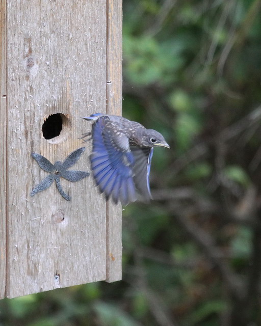 Eastern Bluebirds