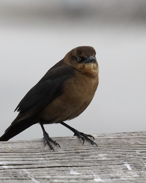 Boat-tailed Grackles