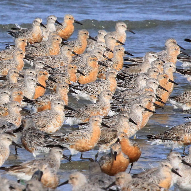 Red Knots