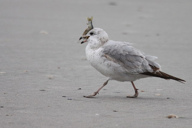 Ring-billed Gulls