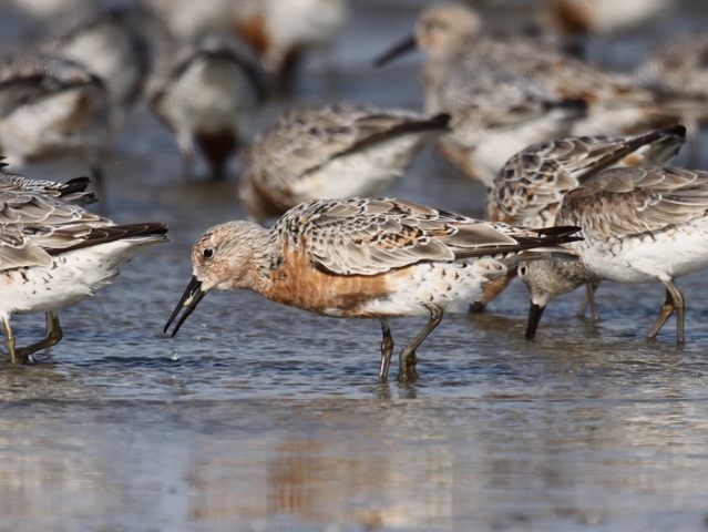 Red Knots