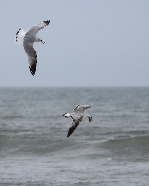 Ring-billed Gulls