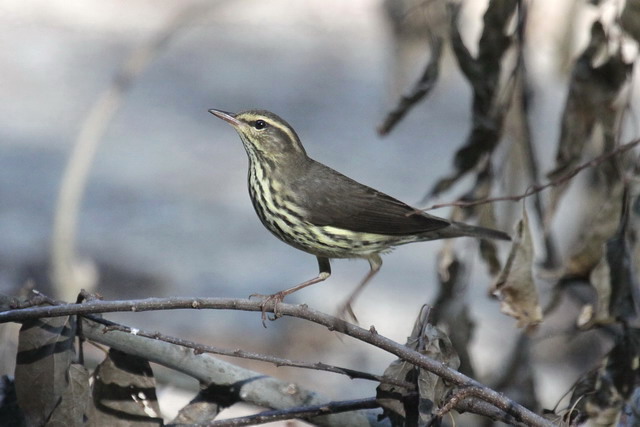 Northern Waterthrush
