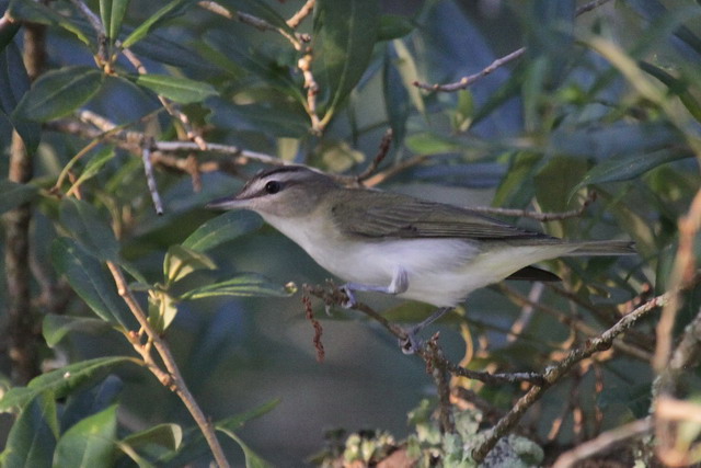 Red-eyed Vireos