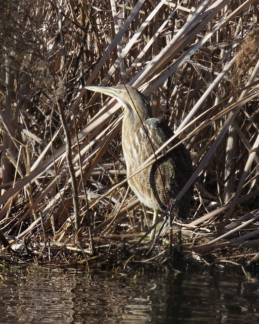 American Bittern
