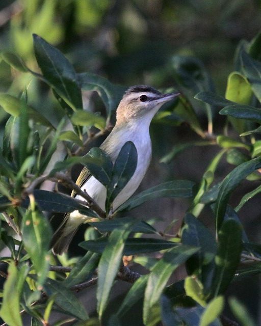 Red-eyed Vireos