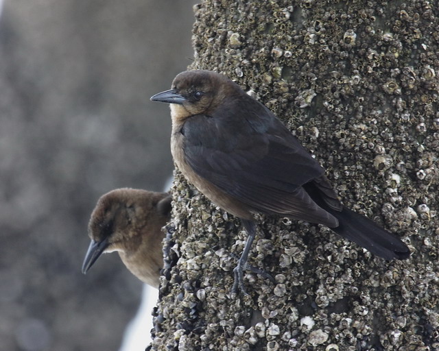 Boat-tailed Grackles