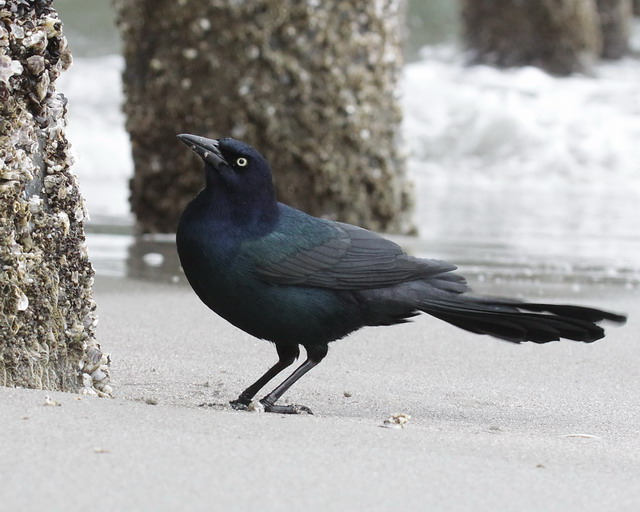 Boat-tailed Grackles