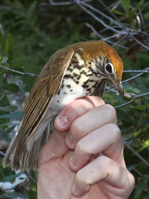 Wood Thrush