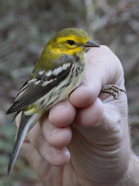 Black-throated Green Warbler