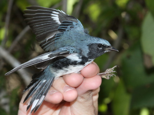 Black-throated Blue Warbler