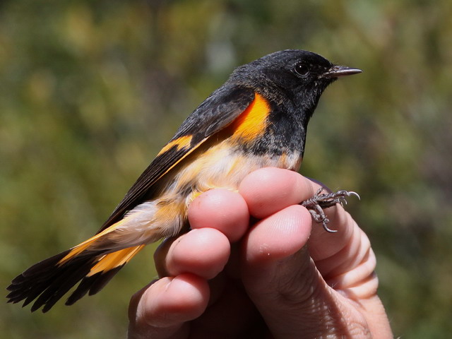 American Redstart