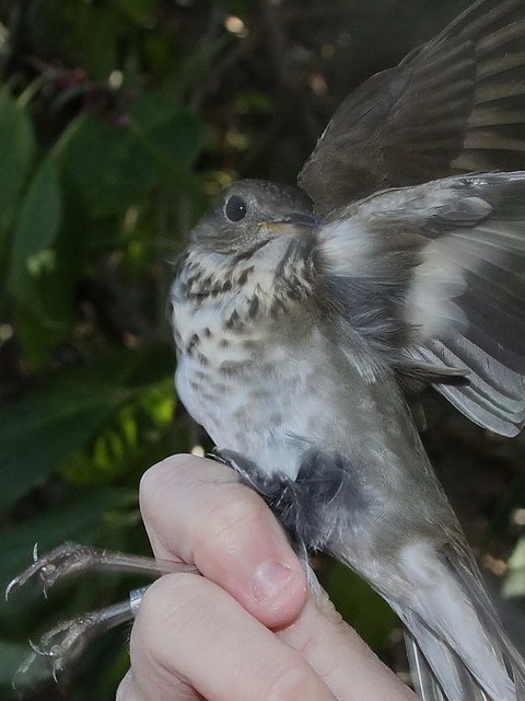 Gray-cheeked Thrush