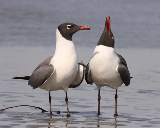 Laughing Gulls