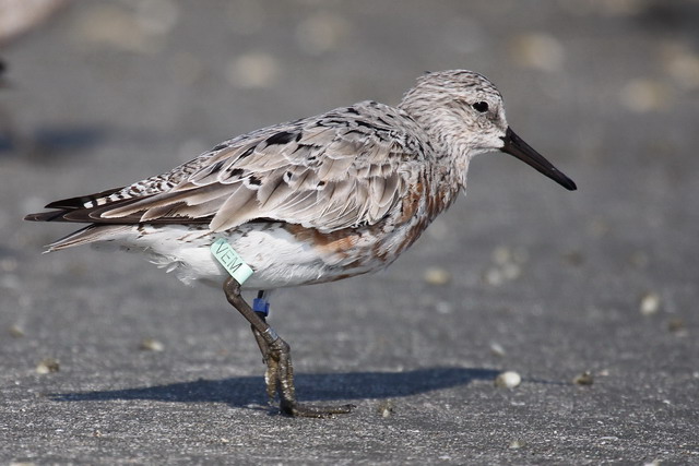 Red Knots