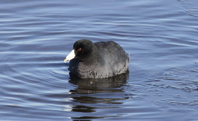 American Coot