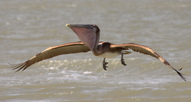 Brown Pelicans and Laughing Gulls