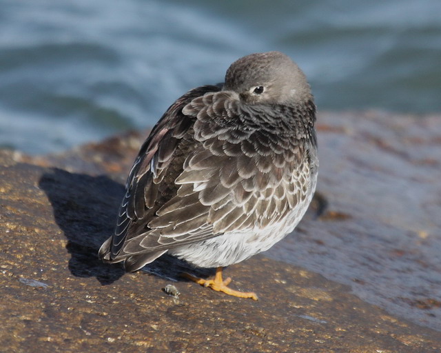 Purple Sandpiper