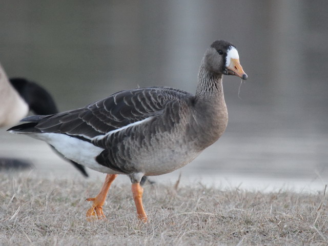 Greater White-fronted Goose