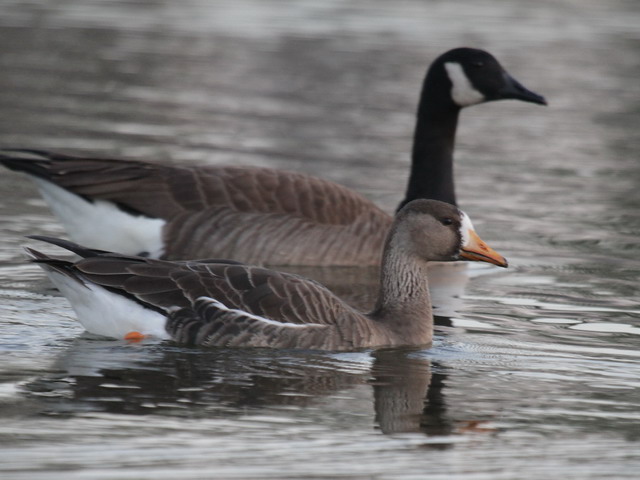 Greater White-fronted Goose