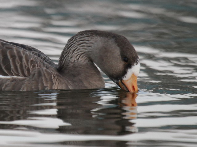 Greater White-fronted Goose