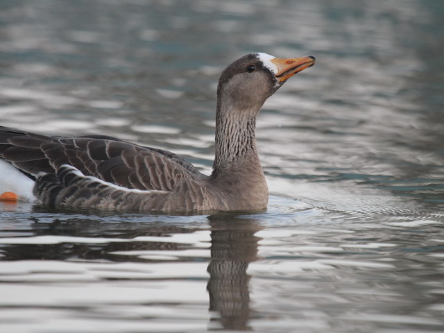 Greater White-fronted Goose