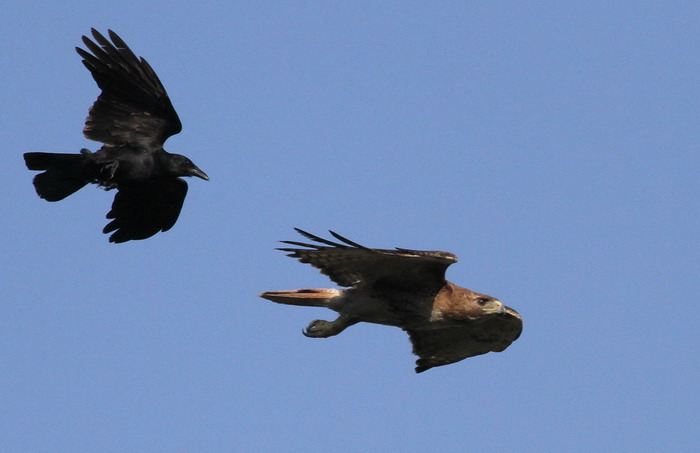 Red-tailed Hawk
