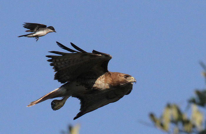 Red-tailed Hawk