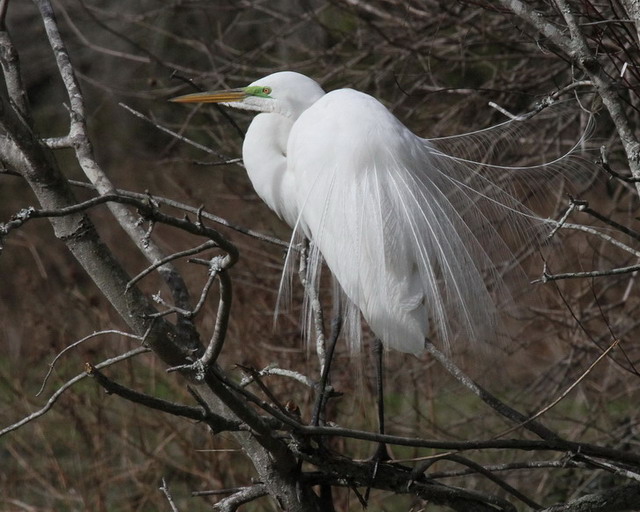 Great Egrets