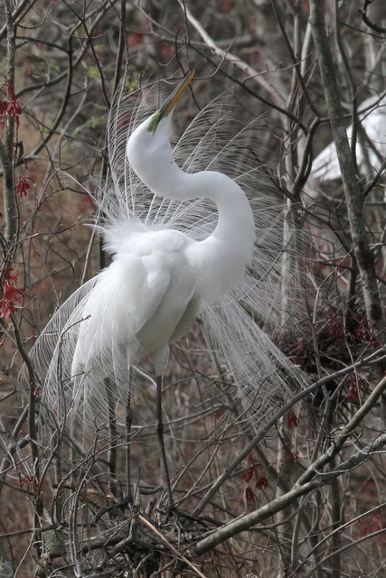 Great Egrets