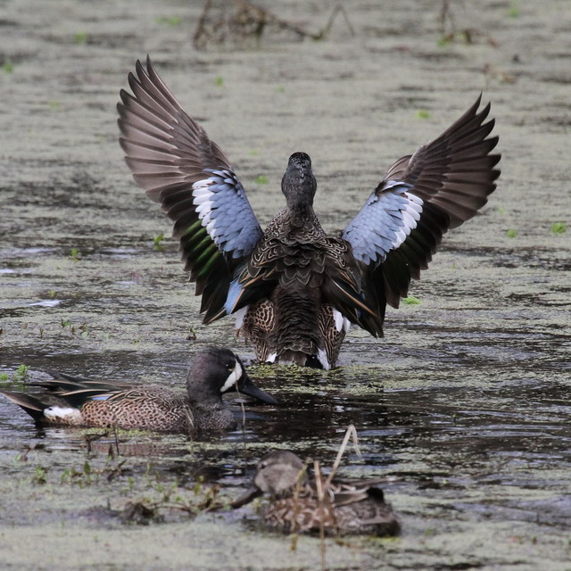 Blue-winged Teal