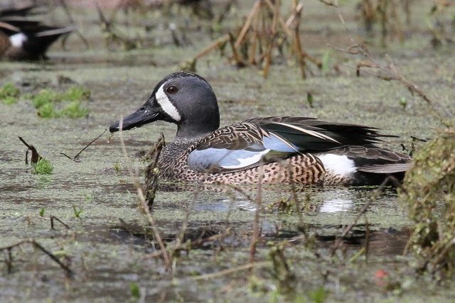 Blue-winged Teal