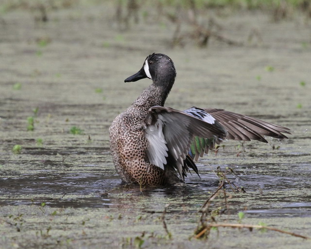 Blue-winged Teal