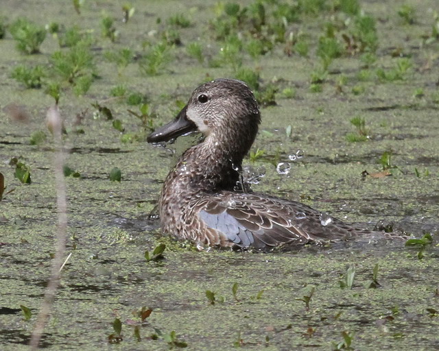 Blue-winged Teal