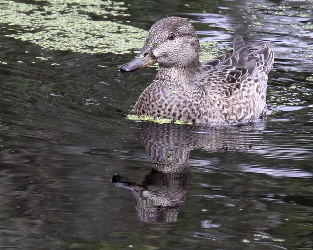 Green-winged Teal