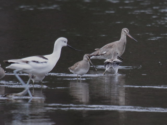 Hudsonian Godwit