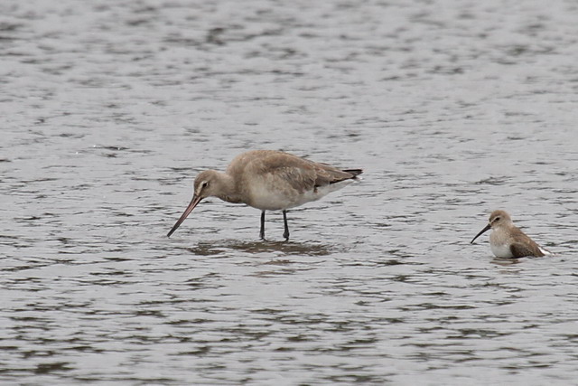 Hudsonian Godwit