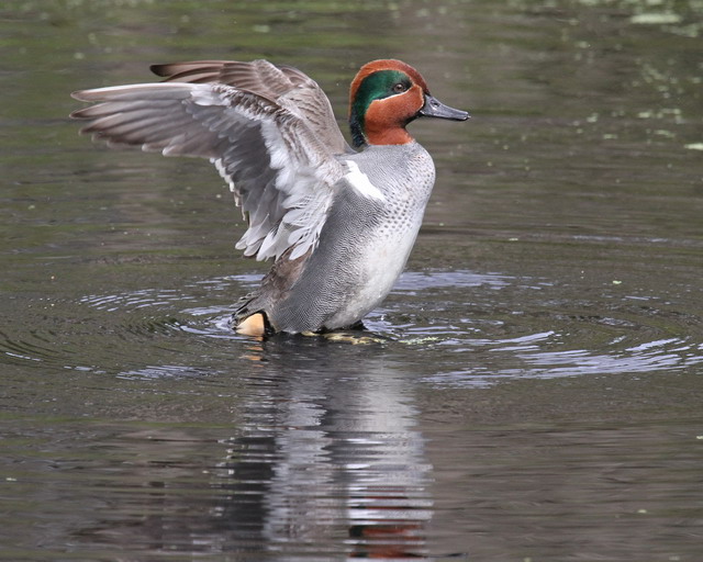 Green-winged Teal