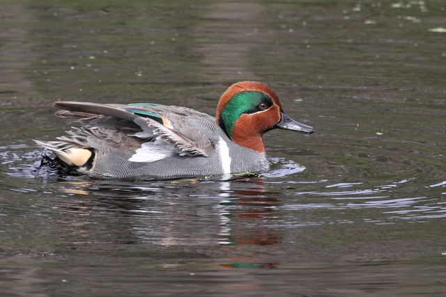 Green-winged Teal