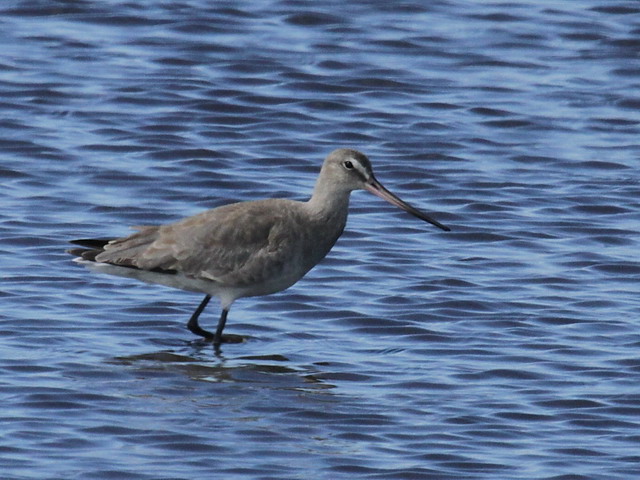 Hudsonian Godwit