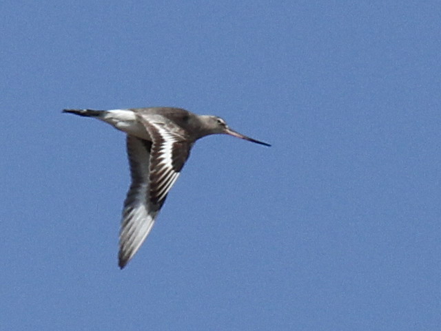 Hudsonian Godwit