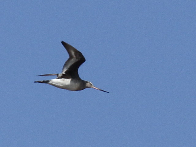 Hudsonian Godwit