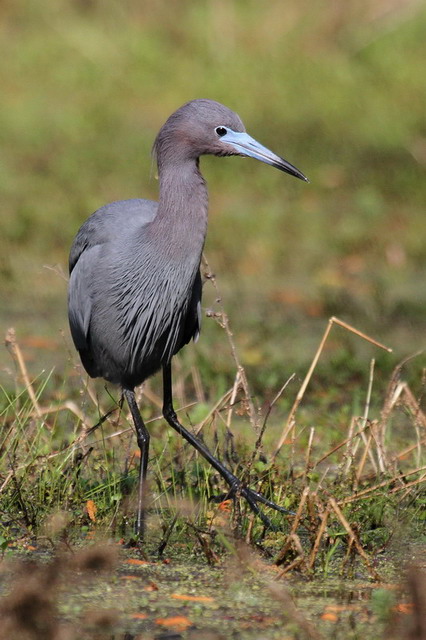 Little Blue Heron