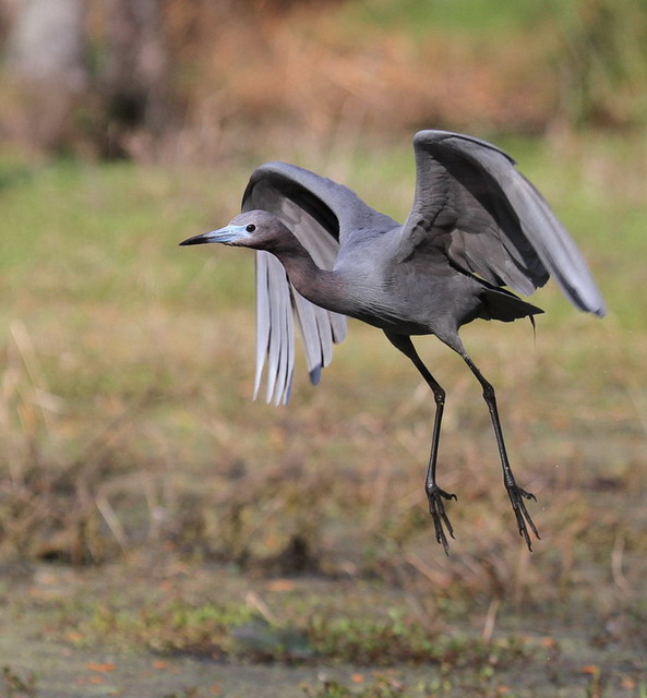 Little Blue Heron