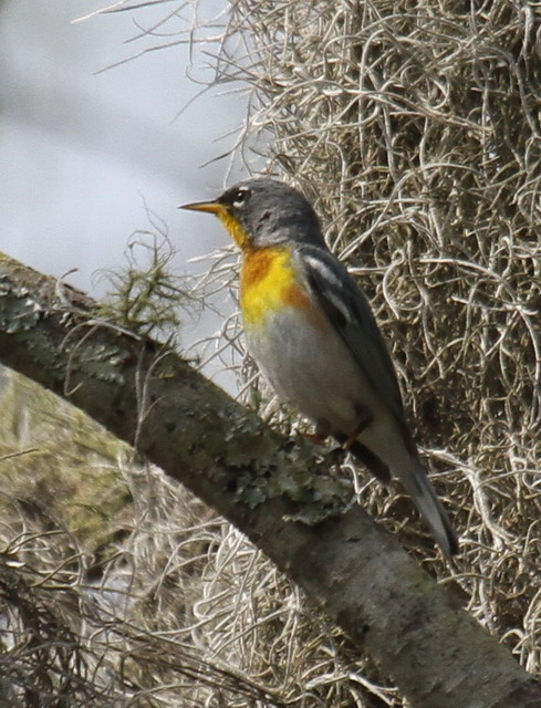 Northern Parula