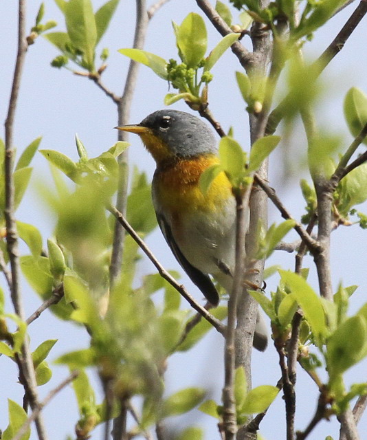 Northern Parula