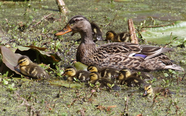 Mallards
