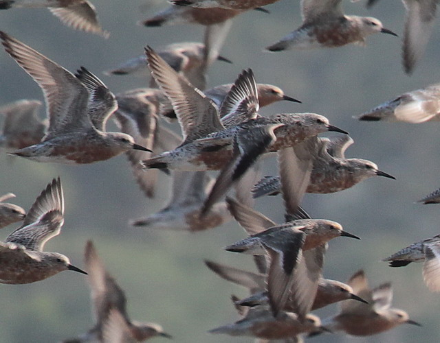 Red Knots (and Black Skimmers)